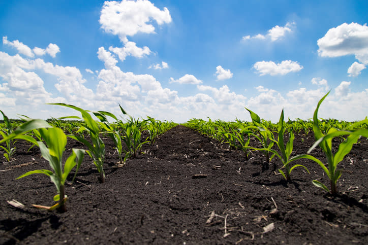 Rows of young corn plants.