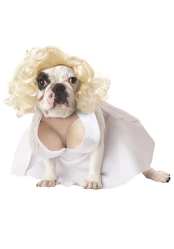 Photo by: Halloween Costumes.com<br><br><b>Marilyn Monroe</b> <br> She is a classic star and will always be admired - even by dogs. <br> <b><i><a rel="nofollow noopener" href="http://blogs.babble.com/pets/2012/04/19/20-puppy-eye-dogs/" target="_blank" data-ylk="slk:Related: 20 adorable photos of dogs giving their best "puppy eyes";elm:context_link;itc:0;sec:content-canvas" class="link ">Related: 20 adorable photos of dogs giving their best "puppy eyes"</a></i></b>