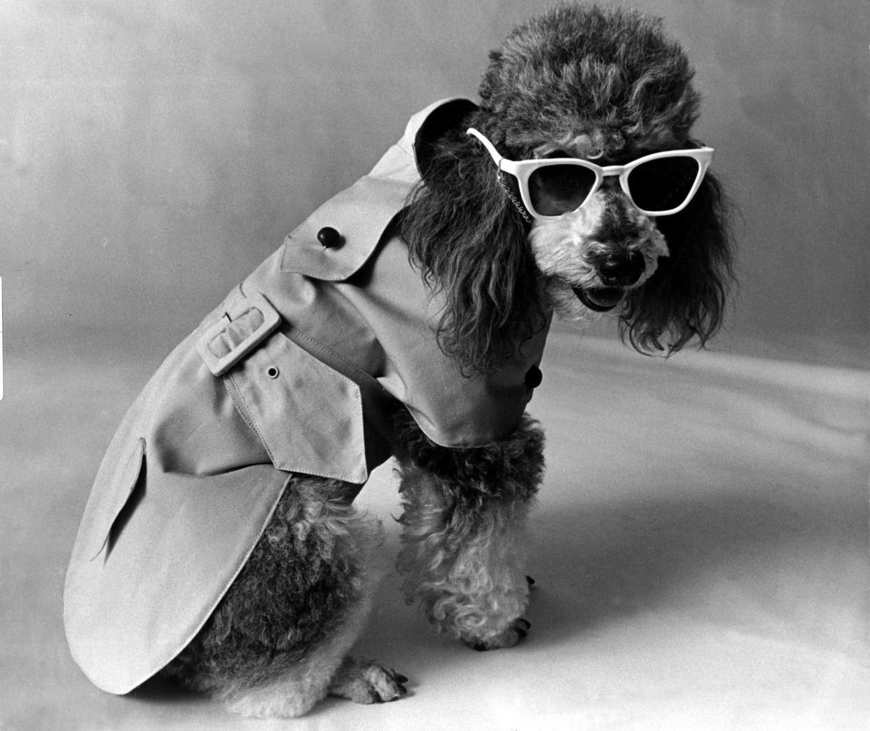 Dog fashion, Saks department store, NY. Best selling trench coat, 7th June 1971