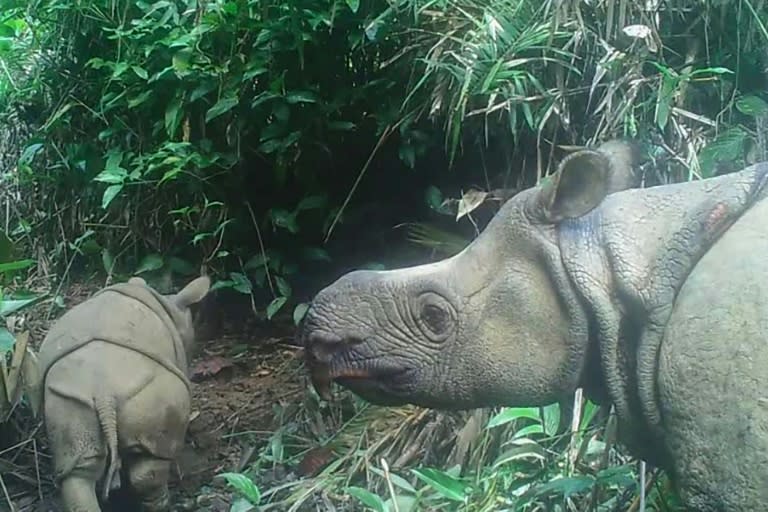 Image tirée d'une vidéo du 22 mai 2020 publiée par le ministère de l'Environnement et des Forêts, le 20 septembre 2020, montrant un rhinocéros de Java (d) et un jeune rhinocéros de Java mâle nommé Luther (g) dans le parc national d'Ujung Kulon, en Indonésie (Handout)