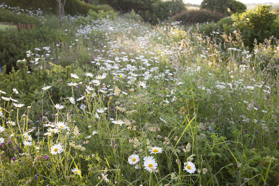 11. Plant a wildflower meadow in your cottage garden