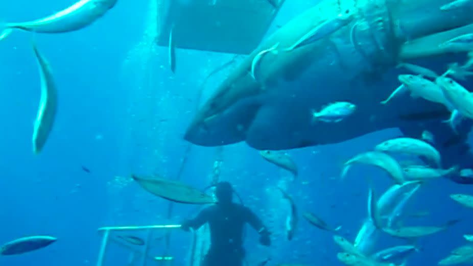 The massive great white was measured to be about 7 metres in length. Photo: Michael Maier