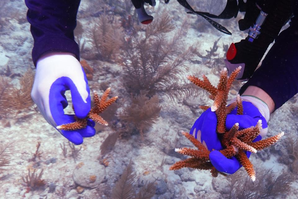 A diver holds coral fragments from a coral nursery to be cemented into the reef, Friday, Aug. 4, 2023, near Key Biscayne, Fla. Scientists from the University of Miami Rosenstiel School of Marine, Atmospheric, and Earth Science established a new restoration research site there to identify and better understand the heat tolerance of certain coral species and genotypes during bleaching events. (AP Photo/Wilfredo Lee)