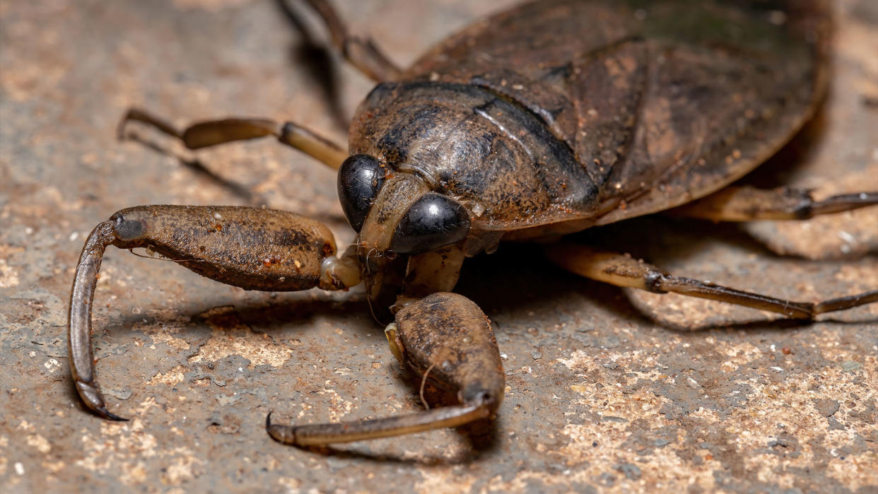  Adult giant water bug. 