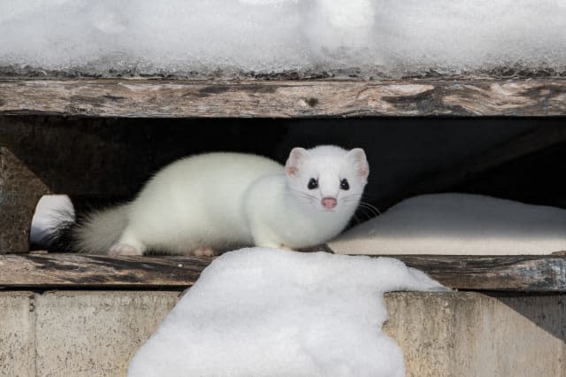 Stoat surprised by camera in its hideout