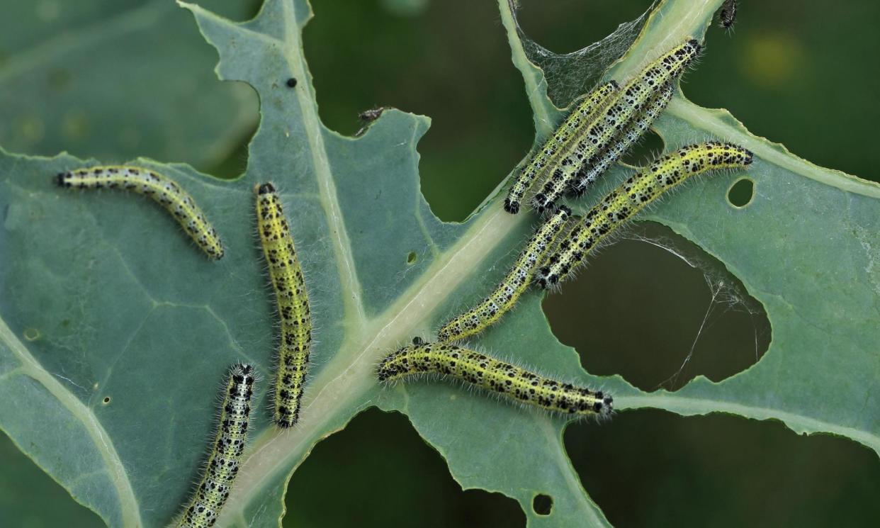 <span>The ‘cabbage white’ caterpillar is loathed by many gardeners.</span><span>Photograph: Robin Chittenden/Alamy</span>