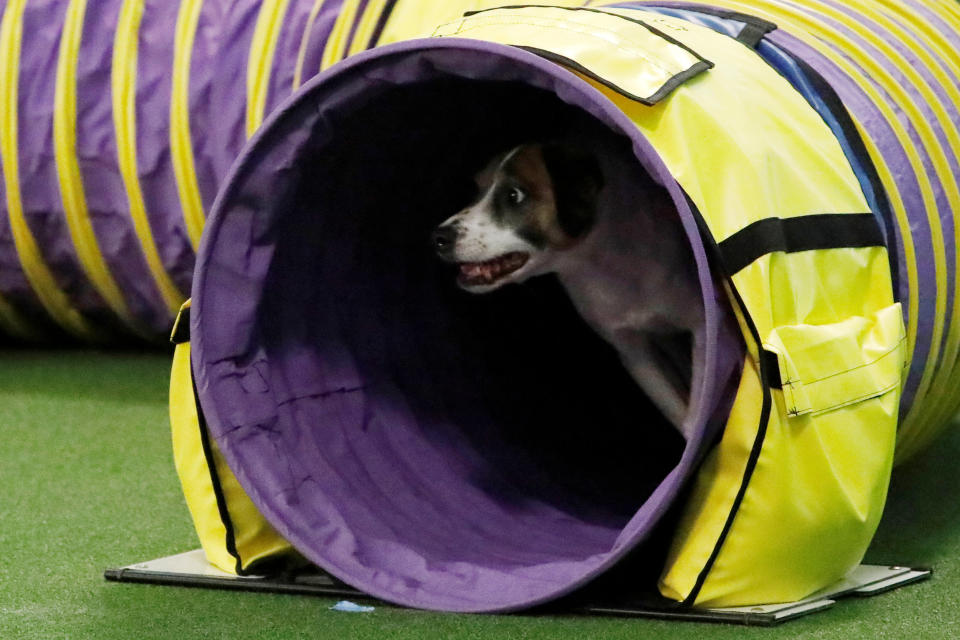 A dog competes in the Masters Agility Championship during the AKC and Westminster Kennel Club Meet and Compete event in New York, Feb. 9, 2019. (Photo: Andrew Kelly/Reuters)