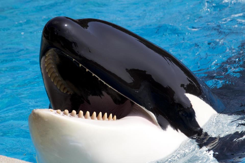 SeaWorld: One of park's last orcas dies, aged 30