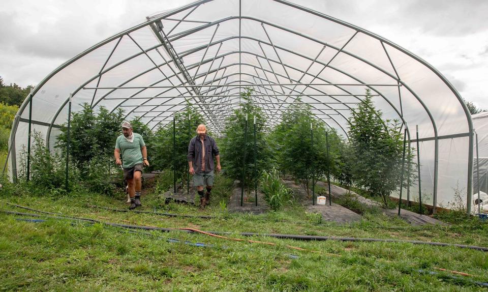 (L.) Pat Hickey, 46 and Jeff Jones, 46, (r.) inspect cannabis plants at HillBerry Farm near Corning NY on August 25, 2023. (Wesley Parnell for Rolling Stone)