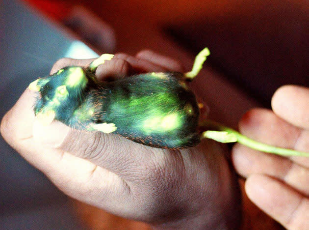 A biologist shows a genetically altered mouse which emits green light in the dark at the Osaka University Microbiology Disease Laboratory 12 June. Assistant Professor Masaru Okabe and his team recently created the world's first light-emitting mammals by the latest technology to inject DNA from luminous jellyfish into the fertilized eggs of mice. AFP PHOTO