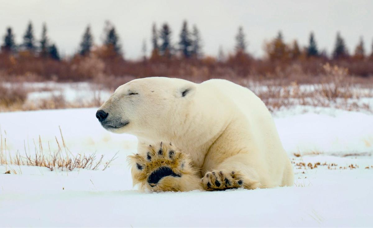 Polar bears could be extinct by 2100, says heartbreaking new study