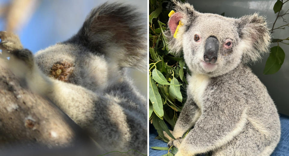 Another koala rescued by Care4esk receiving veterinary care for her Chlamydial related symptoms at the RSPCA Wildlife Hospital. 