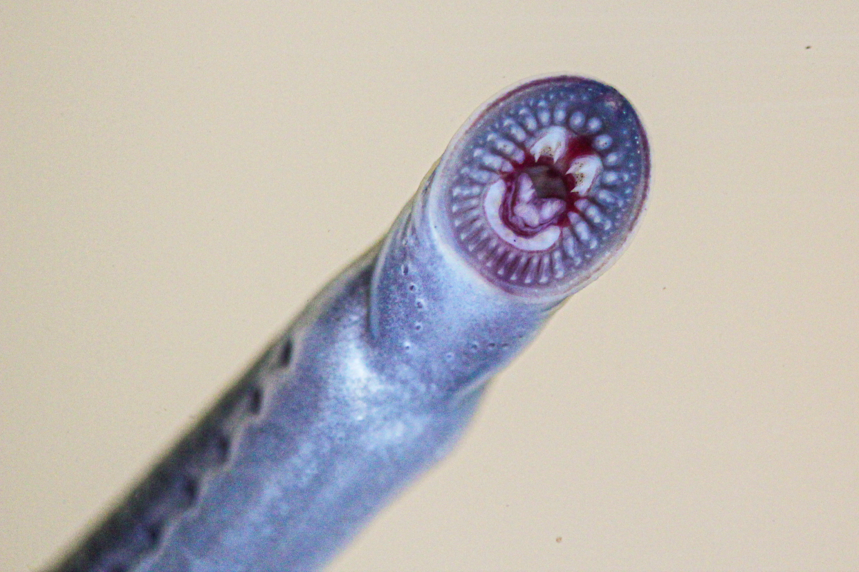 Australian brook lampreys in close up, showing its 'terrifying' toothy mouth.