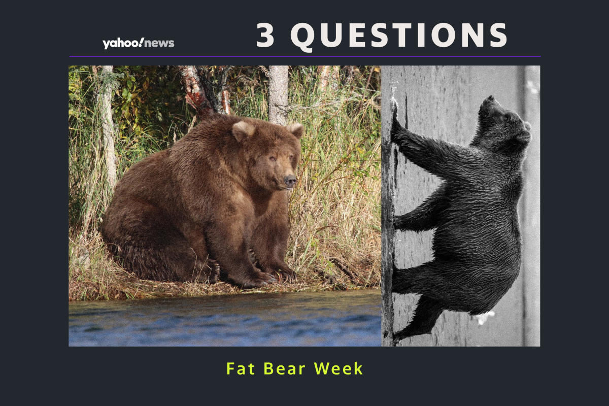 Fat Bear Week 2023 - Katmai National Park & Preserve (U.S. National Park  Service)