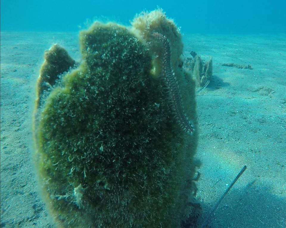 Ein Feuerwurm ist zwischen Korallen im Meer zu sehen (Bild: Ivan Gatì/Ozeanographisches und Geophysikalisches Institut in Italien/dpa)