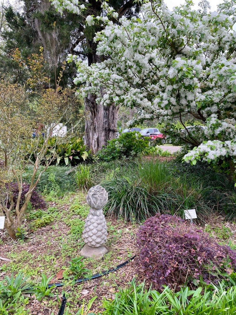 A Chinese fringe tree in bloom at the entrance to the Leon County Extension Office Demonstration Garden.