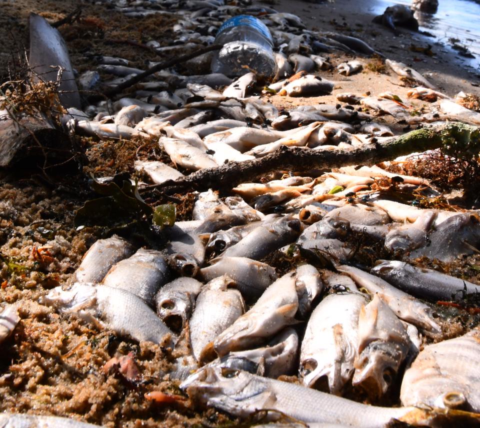 Thousands of dead fish pile up along the Indialantic shore south of Sunset Park in September, possible victims of an algae bloom in the Indian River Lagoon.