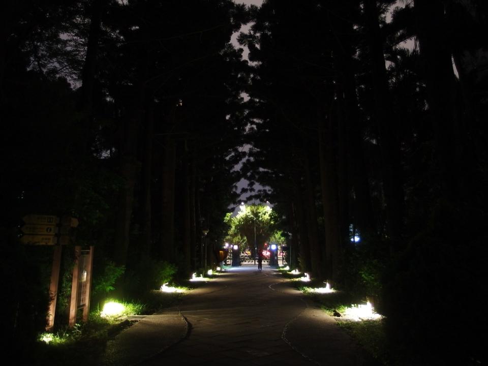 臺北植物園2016年將園區照明全面汰換成矮燈，但光源有凸亮過亮問題，與暗處差距大，人眼視覺容易不舒服。（圖片提供／林試所）