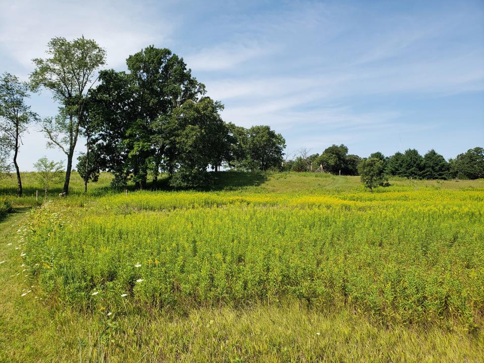 A patch of goldenrod is beginning to bloom at Lapham Peak in Delafield on Aug. 13, 2021.