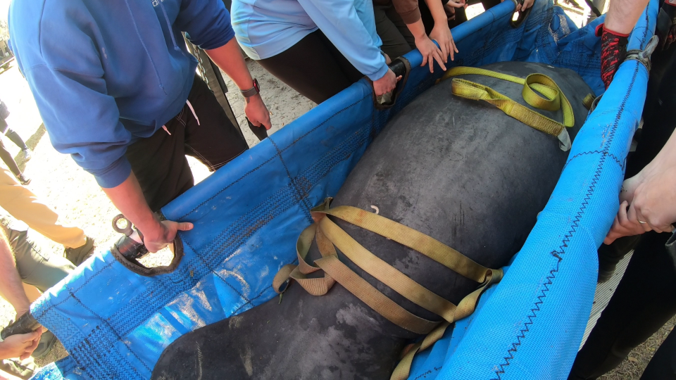 TinkTink being released back to the wild on Feb. 7, 2024. TinkTink had originally been rescued in the same Blue Spring State Park waters in December 2021.