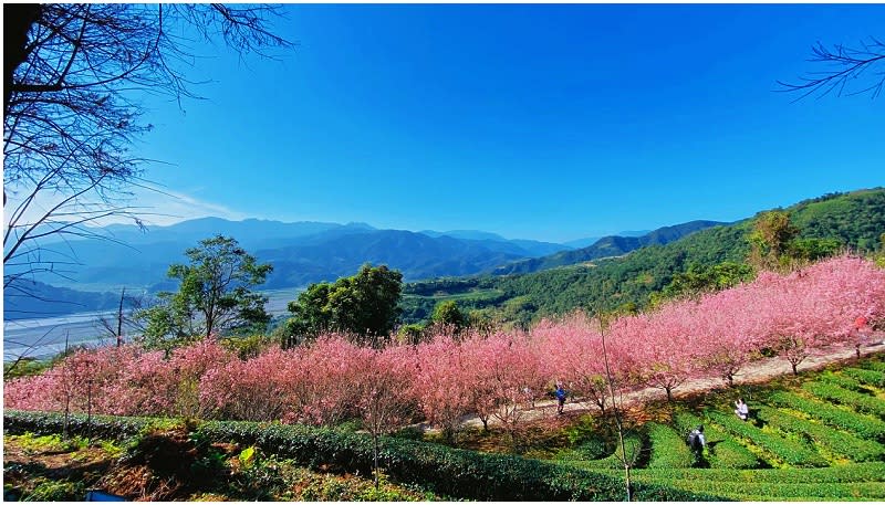 宜蘭｜櫻花隧道（位於櫻悅景觀渡假別墅）