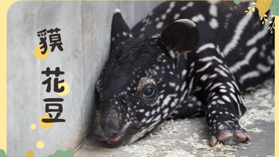 動物園引進雄性馬來貘「貘克」進行跨機構繁殖合作計畫。（圖／翻攝自台北市立動物園臉書）