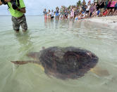 In this photo provided by the Florida Keys News Bureau, "Sparb," a sub-adult loggerhead sea turtle, swims away from Sombrero Beach after being released Thursday, April 22, 2021, in Marathon, Fla. The reptile was found off the Florida Keys in late January 2021 with severe wounds and absent a front right flipper. It was not expected to survive but was treated at the Keys-based Turtle Hospital with a blood transfusion, extensive wound care, broad-spectrum antibiotics, IV nutrition and laser therapy. The recovered turtle was returned to the wild in conjunction with Thursday's Earth Day celebrations. (Andy Newman/Florida Keys News Bureau via AP)