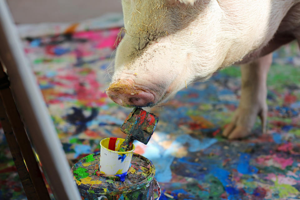 Pigcasso, a rescued pig, paints on a canvas at the Farm Sanctuary in Franschhoek, outside Cape Town, South Africa. (Photo: Sumaya Hisham/Reuters)