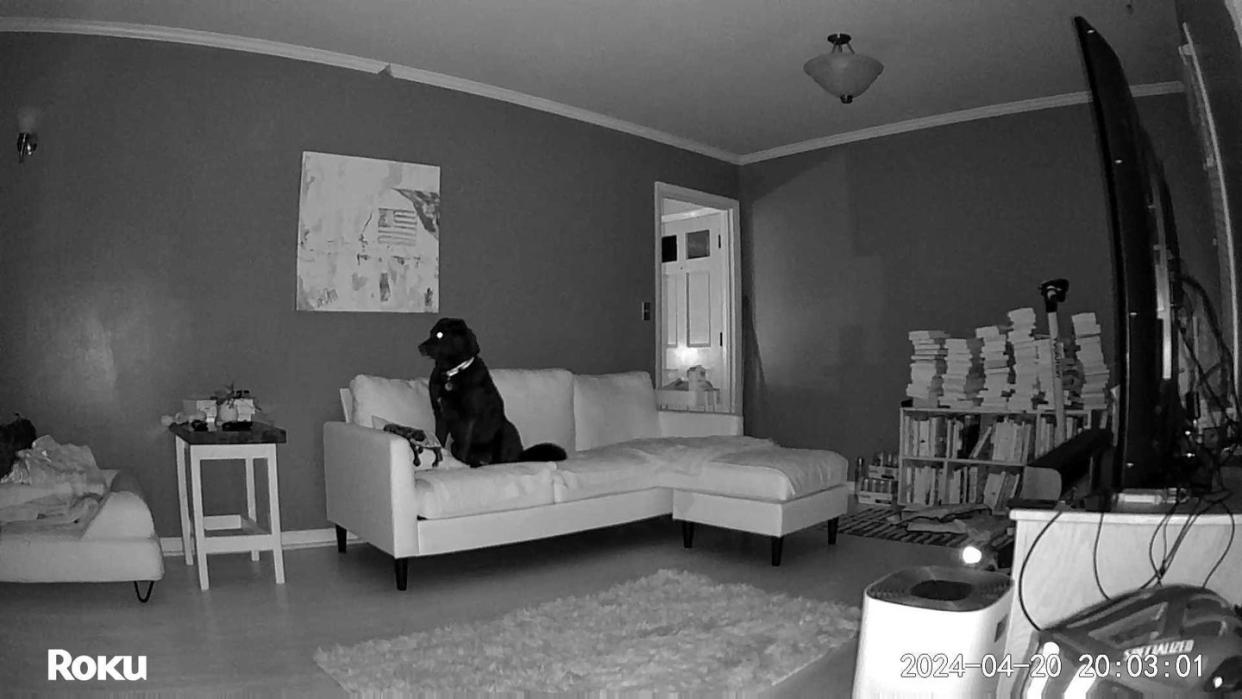 a dog sitting on a couch