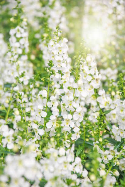 best white flowers angelonia