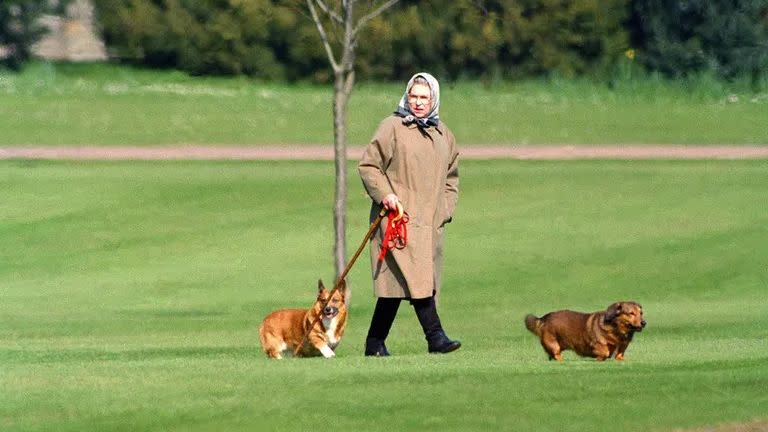 queen elizabeth ii walking her dogs at windsor castle