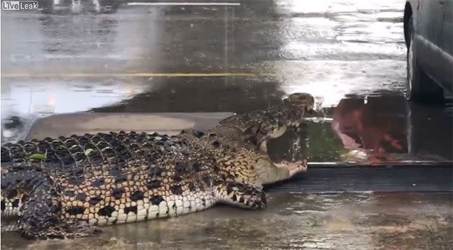 The angry croc wasn't having a bar of it. Source: LiveLeak