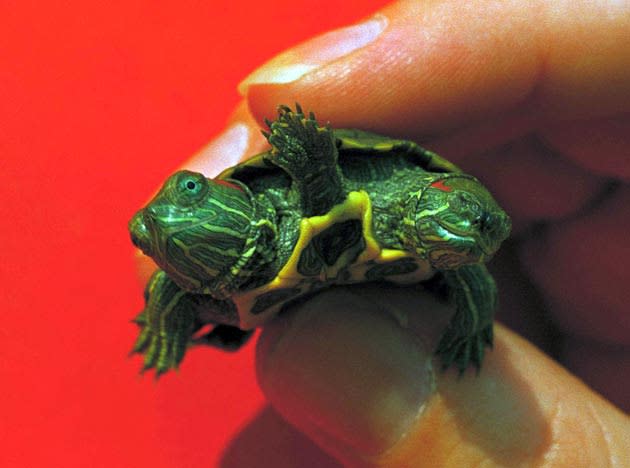 A turtle born with two heads and an extra set of legs between them is held by an employee of a Jenkintown, Pa., pet store on Sept. 22, 1986. The owner of the store said while it was the strangest thing he’d ever seen he had no idea how long it would live. (AP Photo/Rusty Kennedy)