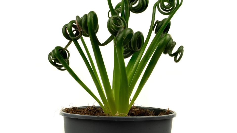 plants harmful to dogs albuca