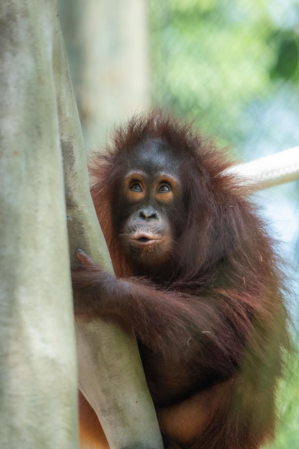 Dira the orangutan