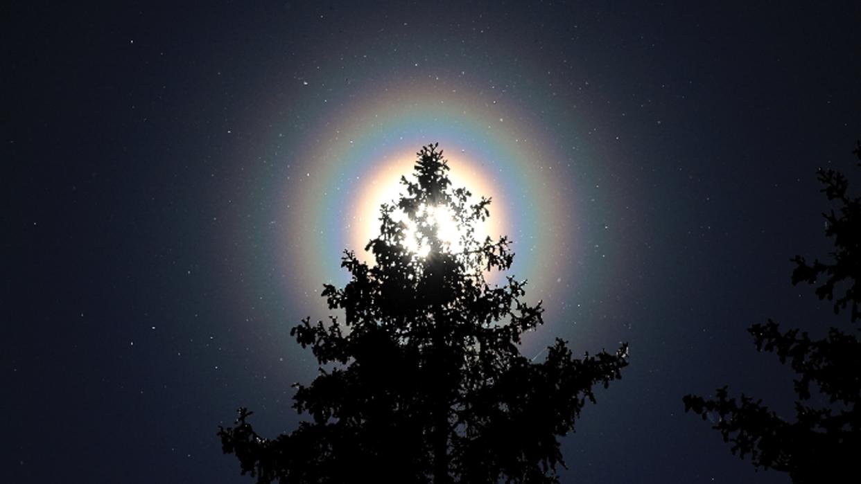  Rainbow rings surround the sun, which is half obscured by a pine tree 