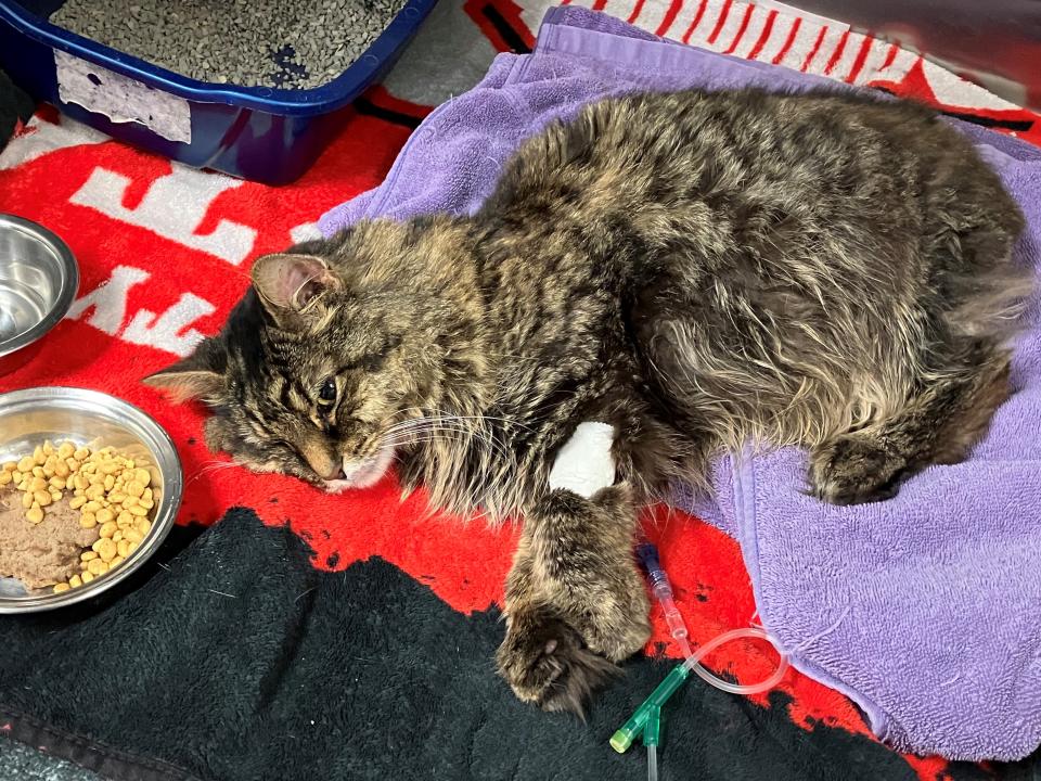 Katy the cat spent four days and three nights at Phillips Animal Hospital, struggling to survive.