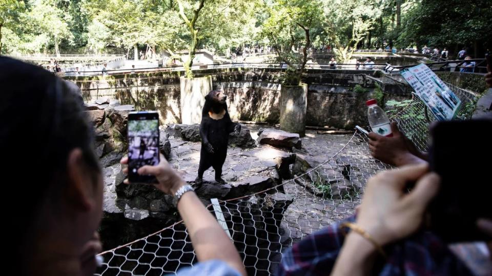 ¿Ayudarán realmente los videos virales a salvar a estos increíbles osos? (Crédito: Shao Zhenzhen/Imaginechina/AP)