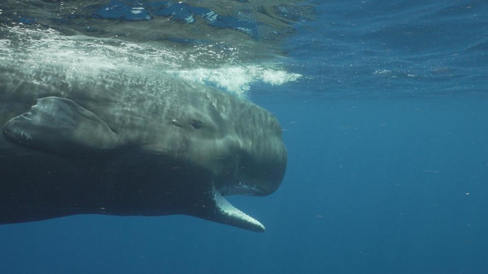 Sperm whale in the water off of Dominica  / Credit: 60 Minutes