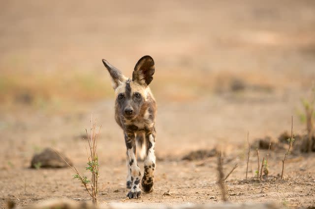 <p>Tusk conservation awards</p> A painted dog which Jealous Mpofu works to help protect