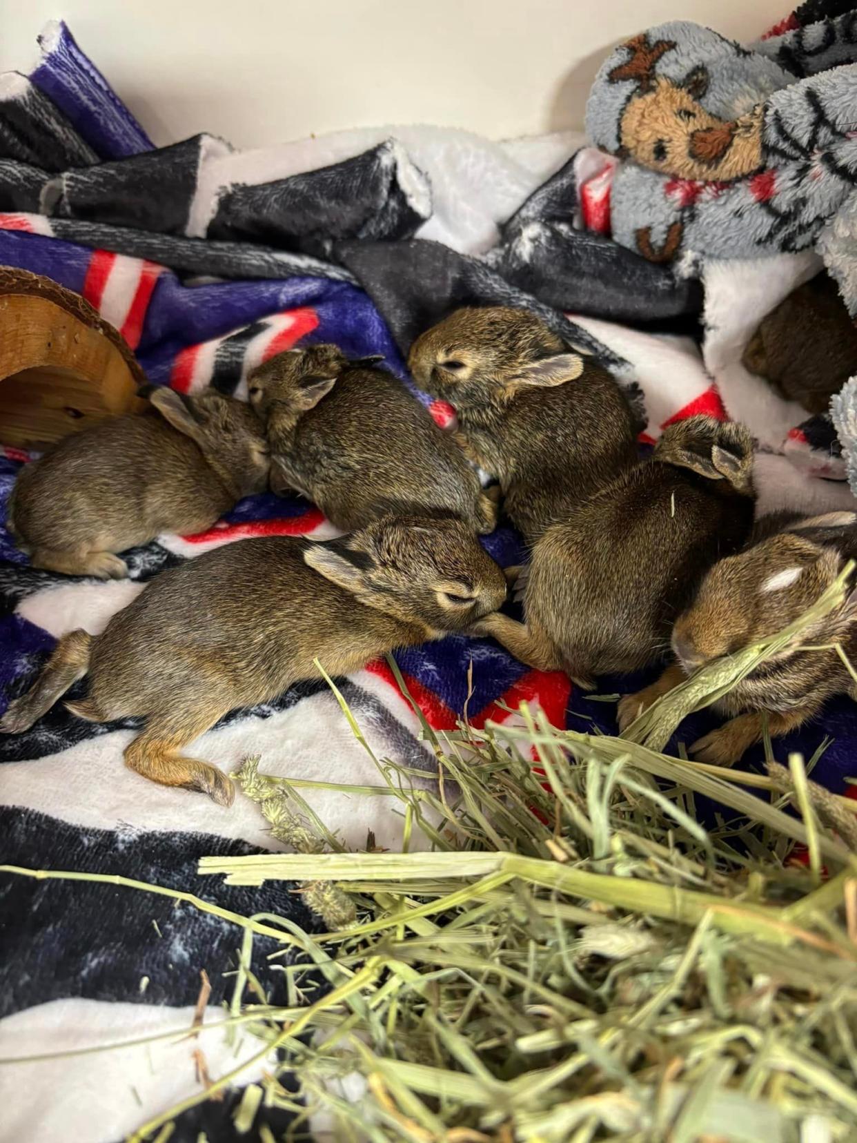 Bunnies found inside a knotted plastic bag that were rescued by a Macomb County sheriff's deputy April 29, 2024. The bag was tossed out a car window in Macomb Township, according to the sheriff's office.