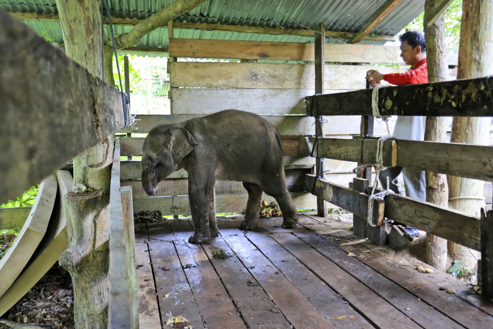 ADDS BACKGROUND - A Sumatran elephant calf that lost half of its trunk, is treated at an elephant conservation center in Saree, Aceh Besar, Indonesia, Monday, Nov. 15, 2021. The baby elephant in Indonesia's Sumatra island has had half of her trunk almost severed off after being caught in what authorities alleged Monday was a trap set by poachers who prey on the endangered species. The trunk had to be amputated to save the elephant’s life.(AP Photo/Munandar)