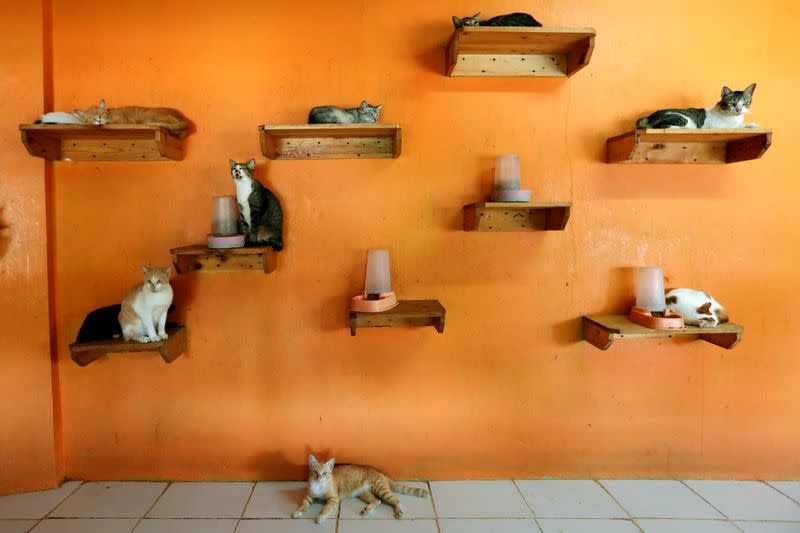 Cats are pictured on shelves at a cat shelter called "Rumah Kucing Parung" in Bogor