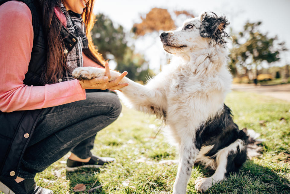 A dog trainer can help you assess how to make the transition back to the office as easy as possible on your pet. (Photo: franckreporter via Getty Images)