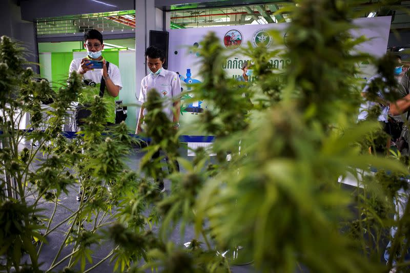 People take pictures of cannabis plants during the "360 Cannabis & Hemp for the People" expo in Buriram province