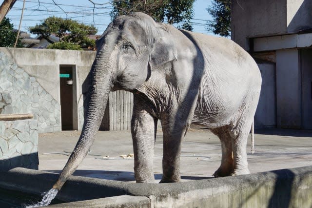 ​'Loneliest elephant in the world' dies at Tokyo zoo