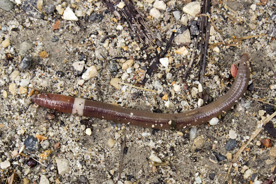 This July 2, 2014, image provided by Susan Day shows a mature Asian jumping worm found in Madison, Wis. The species is distinguishable from other earthworms by the presence of a creamy gray or white band encircling its body. (Susan Day/UW–Madison Arboretum via AP)