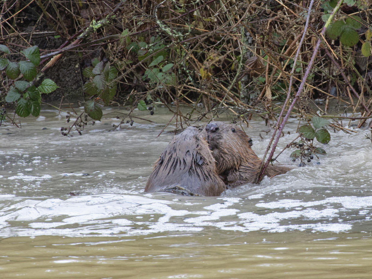 Chompy and Hazel on the day of their release (Nick Upton/PA)