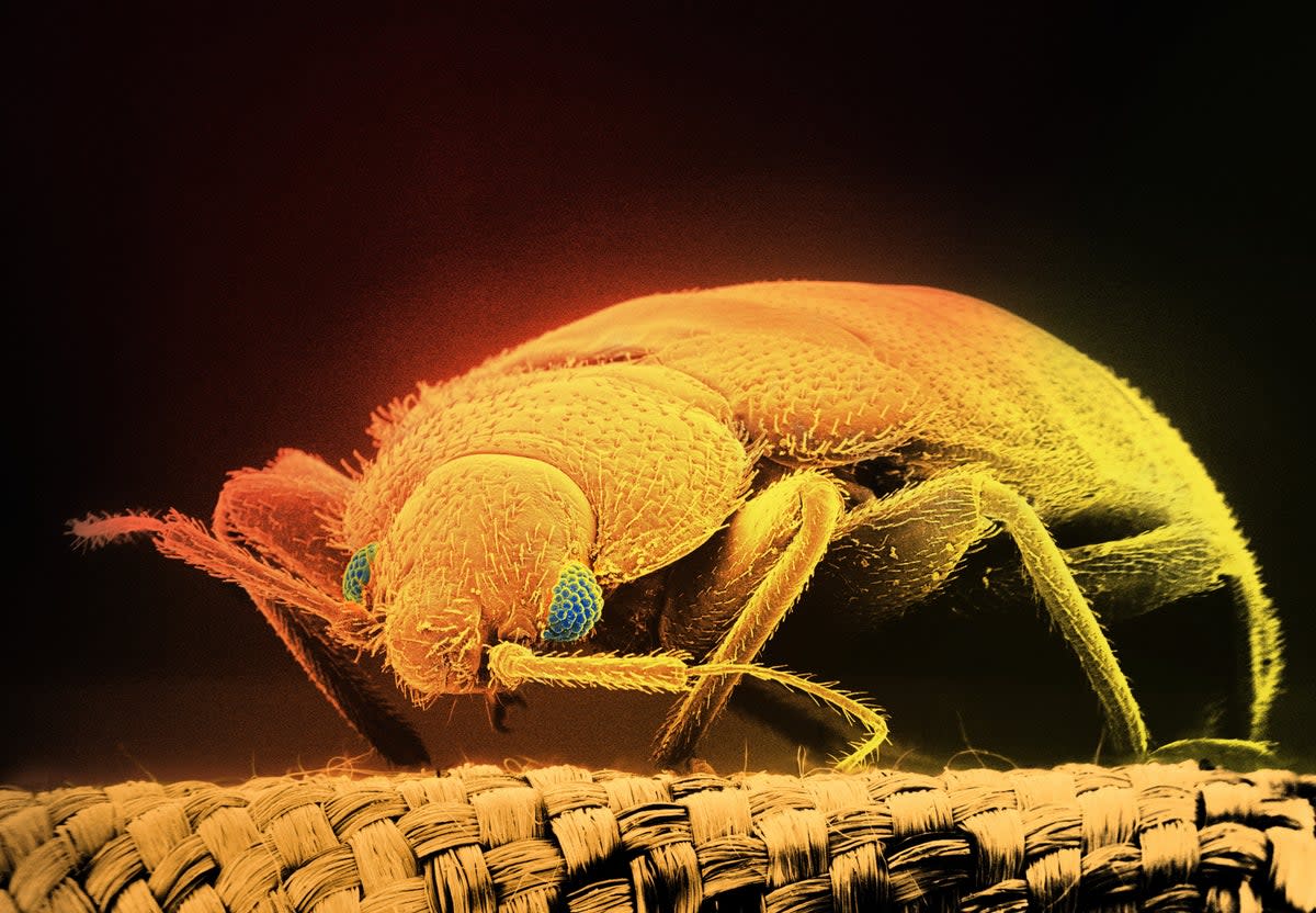 Bedbugs make for an unbearable night’s sleep (Getty Images)