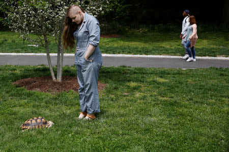 Henry, an African spurred tortoise, walks in the grass of Central Park as his walker Amalia McCallister watches in New York, U.S., May 19, 2016. REUTERS/Shannon Stapleton